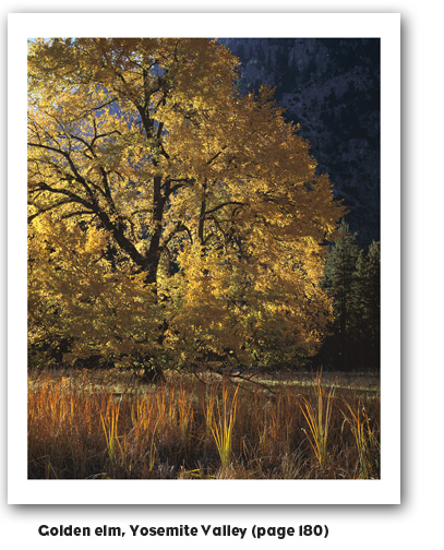 Golen elm, Yosemite Valley photograph by Scot Miller