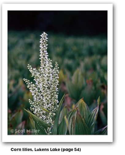 Corn lilies, Lukens Lake photograph by Scot Miller, from My First Summer in the Sierra: 100th Anniversary Illustrated Edition